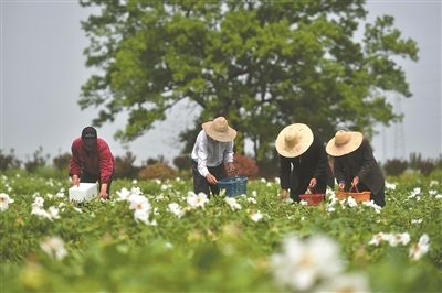 南京六合千亩油用牡丹绽放致富花