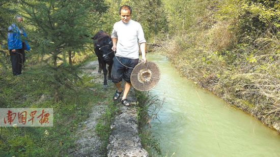 全州一水渠无防护淹死数头牛 有人也曾掉入渠