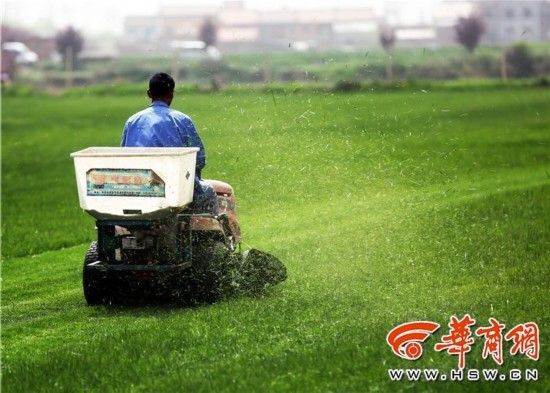 长安农民种草送进城 种草竟比种小麦增收数倍