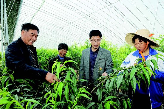 盐城盐都一家庭农场种植油桃 提升经济效益