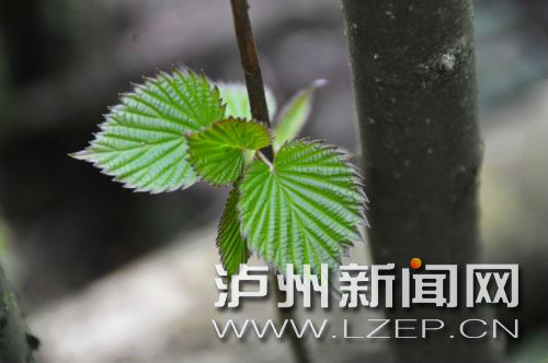 泸州古蔺现国家一级保护植物 中国鸽子树 --珙