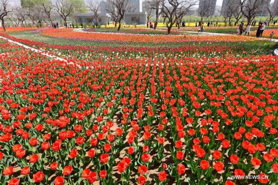 #CHINA-GANSU-TULIP FLOWER(CN)