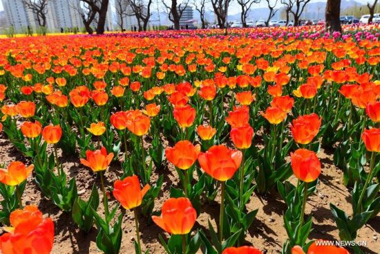 #CHINA-GANSU-TULIP FLOWER(CN)