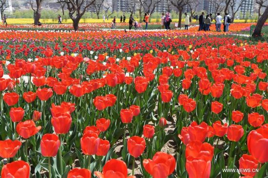 #CHINA-GANSU-TULIP FLOWER(CN)