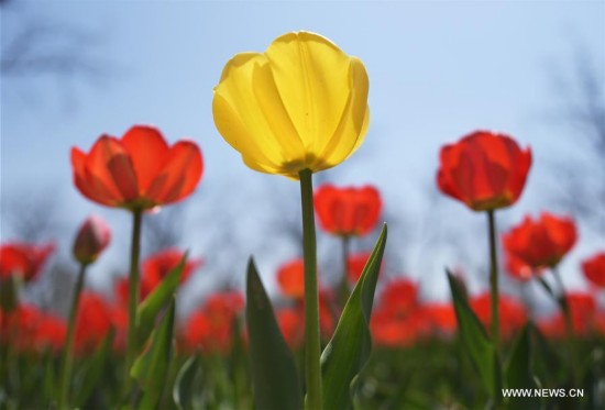 #CHINA-GANSU-TULIP FLOWER(CN)