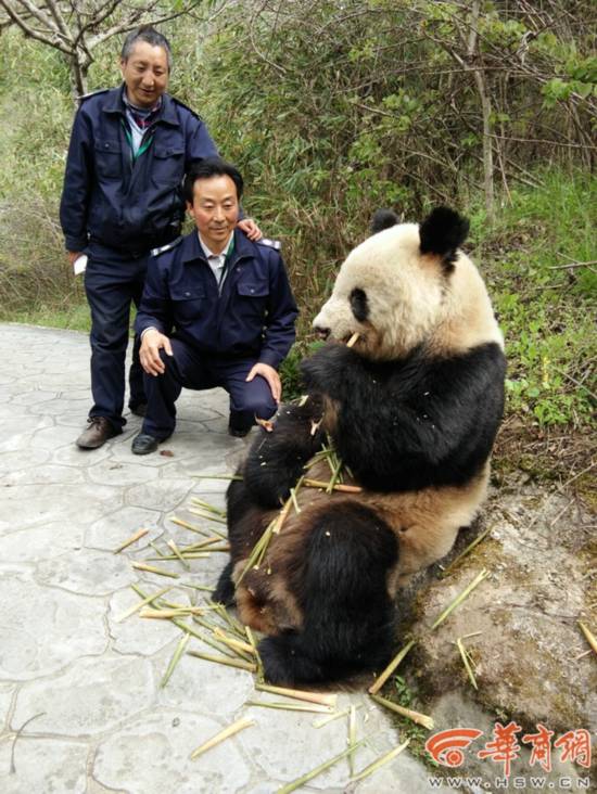 洋县华阳景区现野生大熊猫 淡定吃竹笋任游客