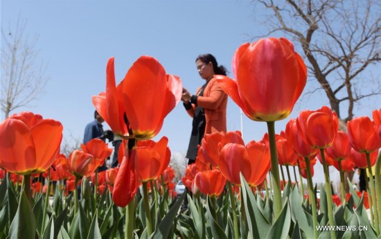 #CHINA-GANSU-TULIP FLOWER(CN)