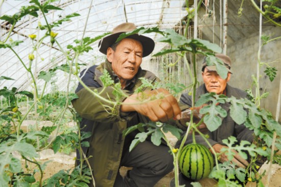 年楚河畔的古老嬗变——白朗县彭仓村老支书边巴顿珠种菜记（下）