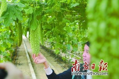 大湾区后菜园惠州如何做好水经济菜经济