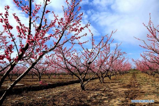 #CHINA-GANSU-ZHANGYE-PEACH FLOWERS (CN)
