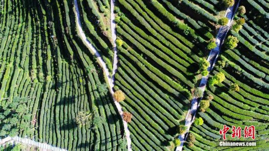 重庆酉阳3000余亩乌龙茶开采