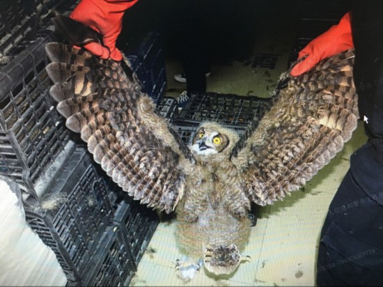 浙江交警截获一大巴车 行李箱藏229只猫头鹰