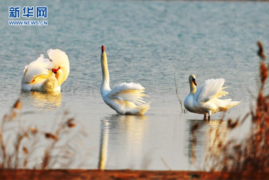 航拍盐城国家级珍禽保护区动物间爱的故事