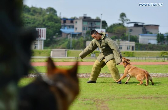 #CHINA-CHONGQING-POLICE DOG (CN)