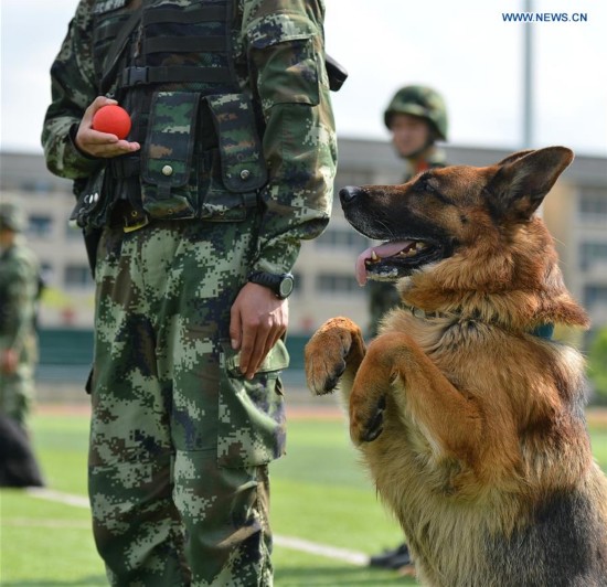 #CHINA-CHONGQING-POLICE DOG (CN)