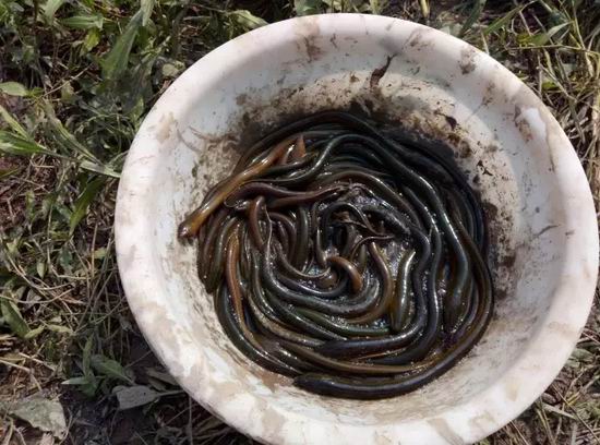 达州渠县渠江水域岸边现大量黄鳝 三天打捞2000斤--四川频道--人民网