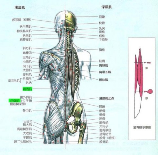 安以轩穿深V露背婚纱大秀性感，做好这些你也是背影杀手！