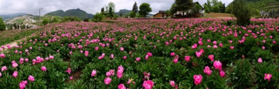 泸州古蔺"情花谷"里"情花"争艳 万人来此赏芍药