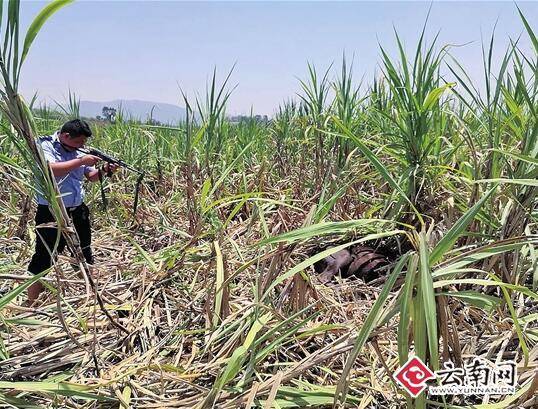 疯牛强占甘蔗地半年 民警用微冲将其击毙