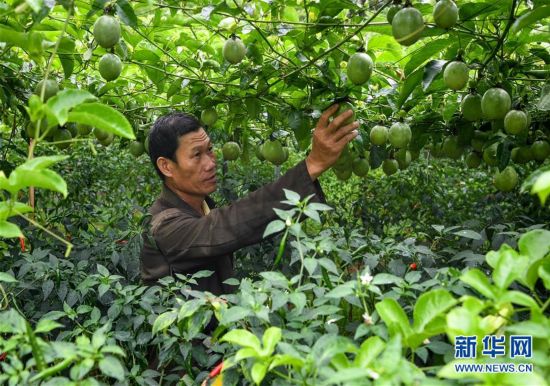 百香果香飘五指山--人民网海南频道