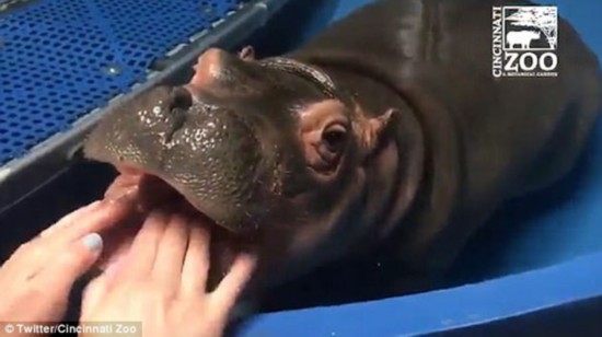 萌!美动物园早产小河马享受饲养员牙床按摩