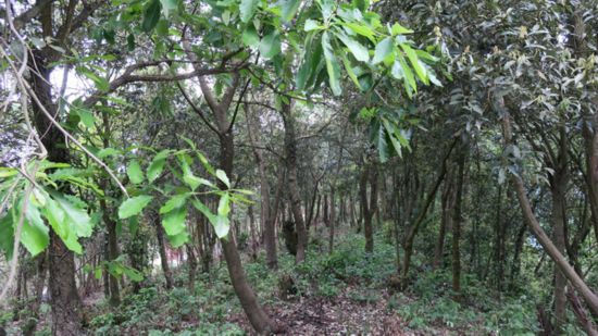 公益林建设给林场增加了济支柱和强大的后备资源,给林场发展奠定了