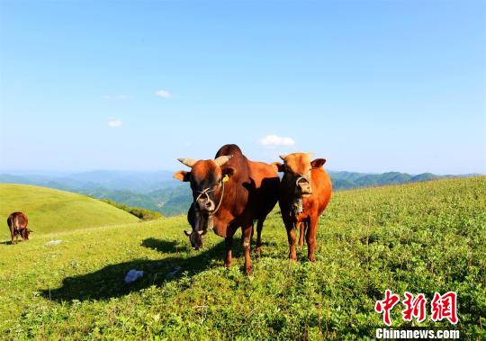 湖北保康高山草原现 风吹草低见牛羊 景观