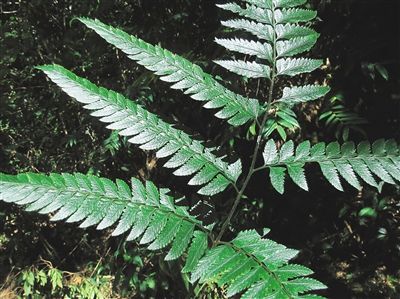 海南发现多种新记录蕨类植物 其中一类为新记录属