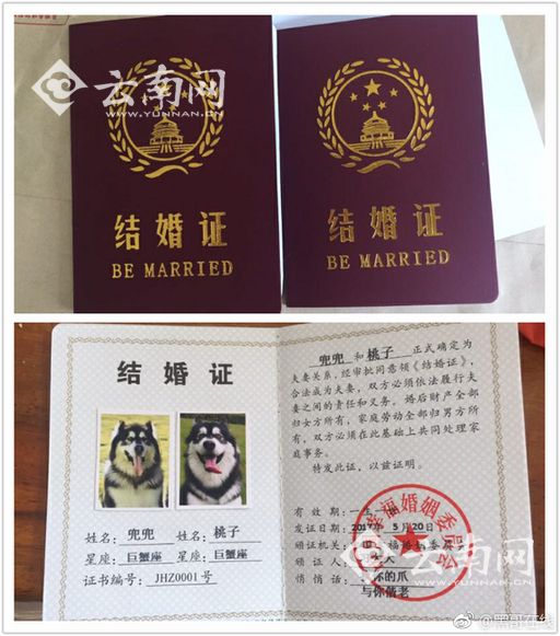 520昆明"汪星人"的浪漫中式婚礼 穿白纱发结婚证