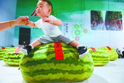 大兴瓜王擂台赛率先开赛