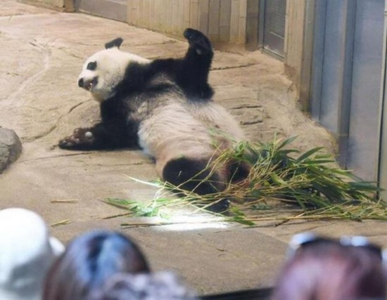 东京上野动物园中国大熊猫真真疑似出现怀孕征