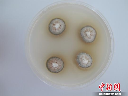 浙江口岸首次截获苹果牛眼果腐病菌 堪称 苹果