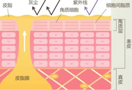 毛孔粗大,皮脂分泌过多?教你3分钟轻松洗颜术