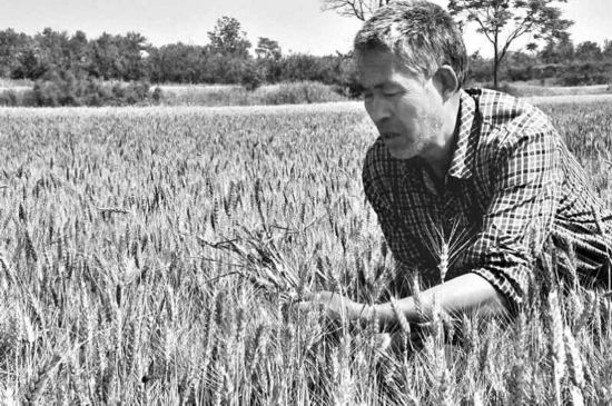 麦子大面积成熟 淳化农民急盼收割机