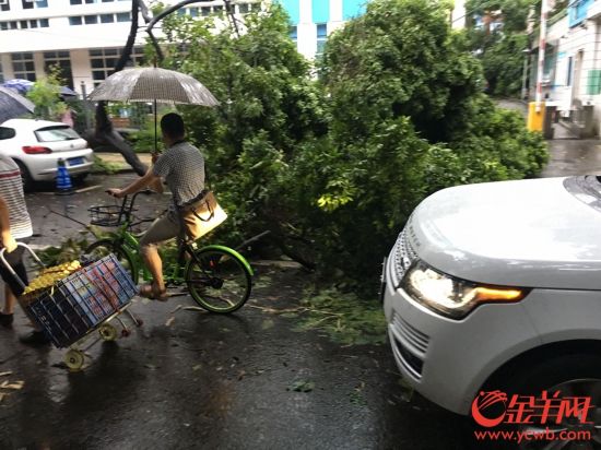 今晨广州刮风下雨 行人艰难出行市区有大树倒下