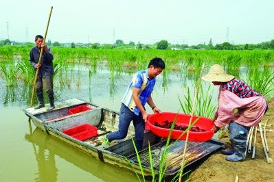 宜兴:茭白田里养龙虾