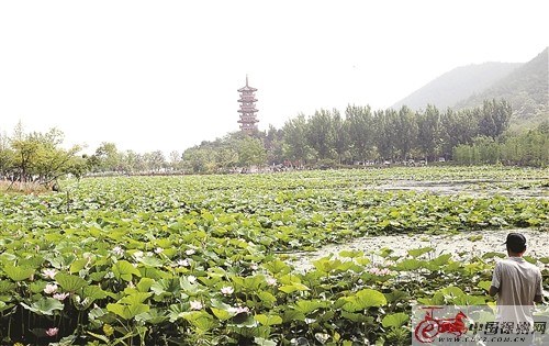 徐州云龙湖南岸的荷花盛开 成为夏日靓丽风景