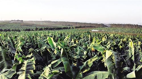 南宁香蕉走向东盟