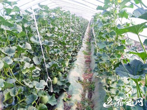 宿迁泗洪:高效农业遍地开花 助力农民增收