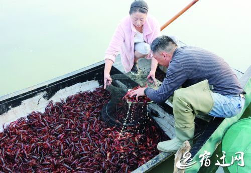 宿迁泗洪:高效农业遍地开花 助力农民增收