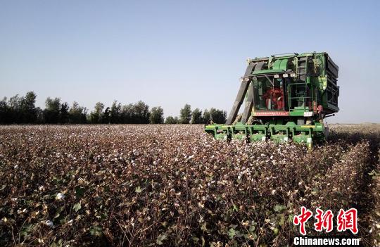 新疆生产建设兵团南部十万亩棉花有“身份证”质量可追溯