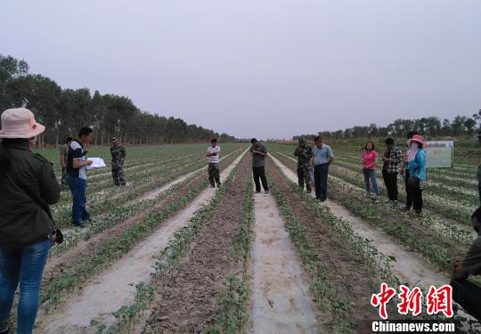 新疆生产建设兵团南部十万亩棉花有“身份证”质量可追溯