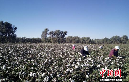 新疆生产建设兵团南部十万亩棉花有“身份证”质量可追溯