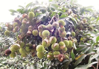 阴雨连绵不停 漳州龙海一些荔枝主产区裂果严