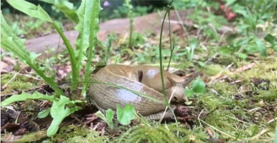 最萌吃货!蛞蝓吃蒲公英蜜粉视频走红网络