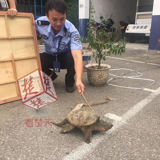 八旬老汉菜地里捡到大龟 动物专家却不建议放生建议吃掉