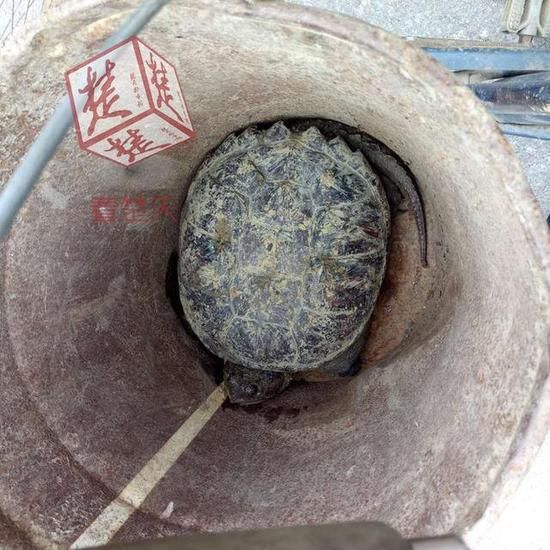 八旬老汉菜地里捡到大龟 动物专家却不建议放生建议吃掉