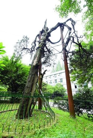 东南大学内的六朝松
