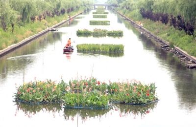 南通海安开发区在河道种植花卉 形成景观