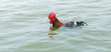 大公鸡学会游泳 跟小狗陪主人畅游松花江(图)